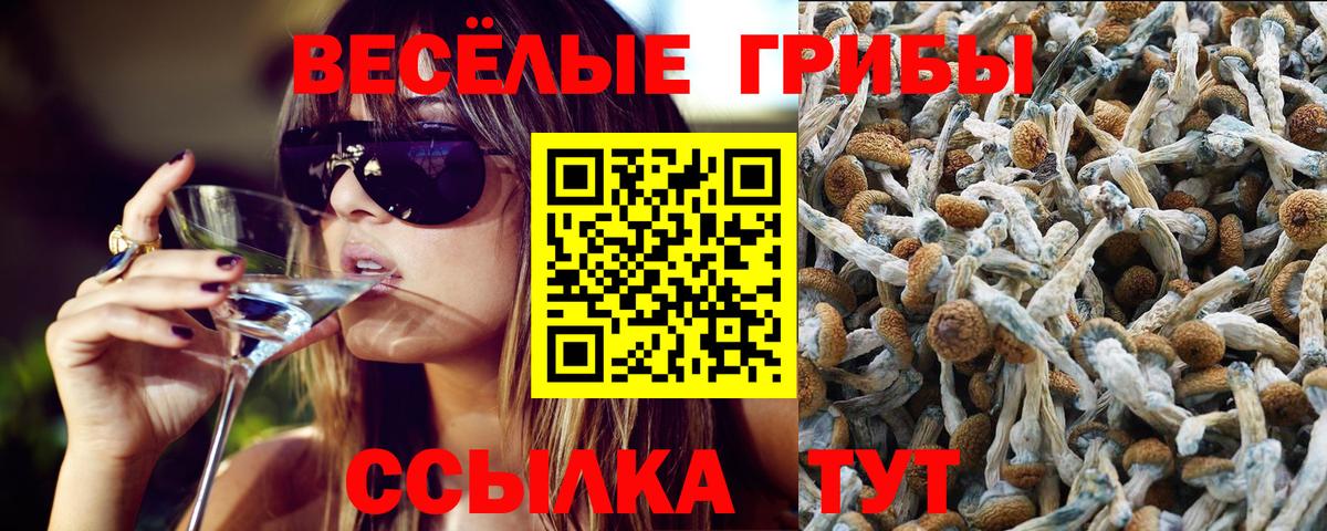 Псилоцибиновые грибы Psilocybe  Вход с VPN  Коркино 